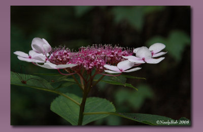 Lace Hydrangea