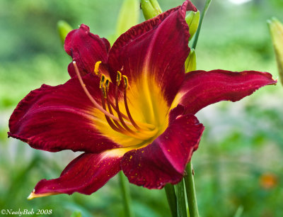 Day Lily May 31