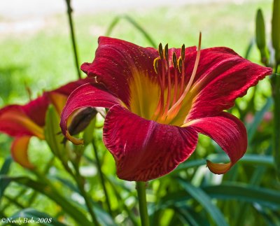 Day Lily June 3