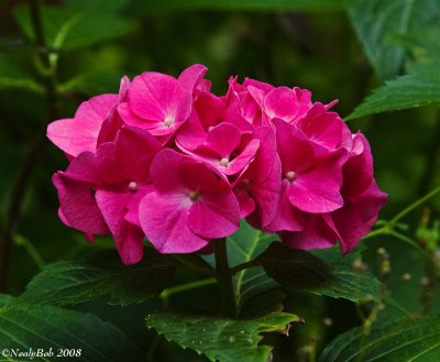 Pink Hydrangea June 5