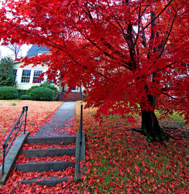 Fall and Winter in Montclair......Casas y Cosas de Montclair