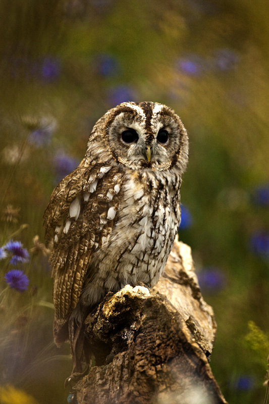 Great Owl.jpg
