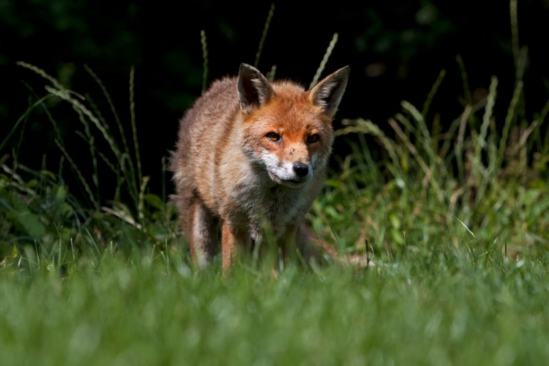 Red Fox surveying its domain.JPG