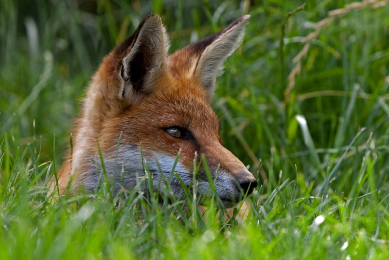 Red Fox Vulpes vulpes  Close up head shot.JPG