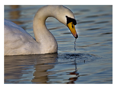 Swan Drinking.jpg