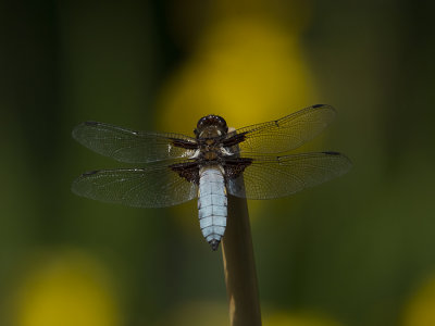 BROAD-BODIED CHASER.jpg