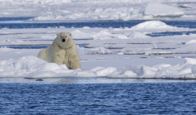 polar bear 1.jpg