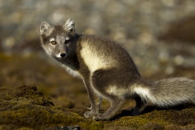 Artic fox  female cub.jpg