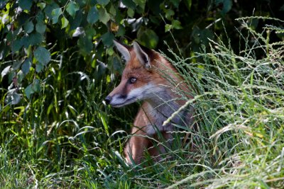 Red Fox  Cub Vulpes vulpes. Hiding in the undergrowth .JPG