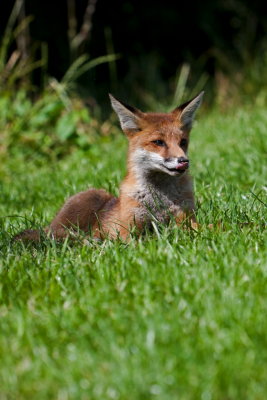 Red Fox cub  sat posing.JPG