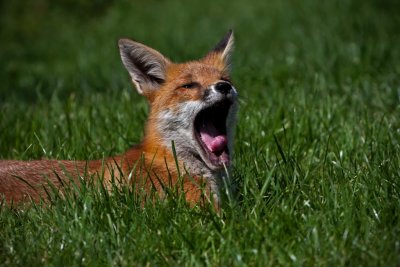 Red Fox Cub  sat yawning.JPG