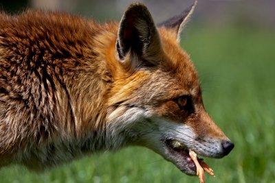 Red Fox Cub Vulpes vulpes with meal.JPG