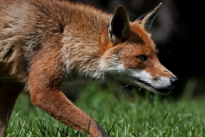 Red Fox cub creaping  to its prey.JPG