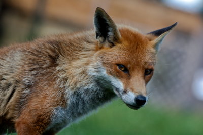 Red Fox Vulpes vulpes  close up portrait.JPG