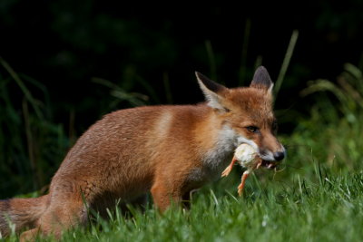 Red Fox Vulpes vulpes  stealing a meal.JPG