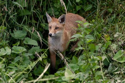 Red Fox Vulpes vulpes. Emerging from the undergrowth.JPG