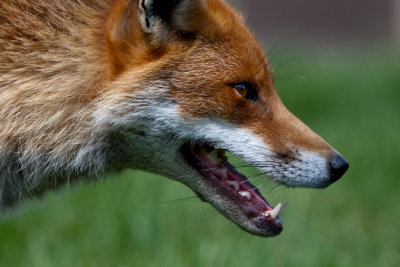 Red Fox Vulpes vulpes.Close up head portrait .JPG