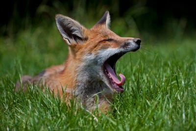 Yawning Red Fox cub Vulpes vulpes.JPG