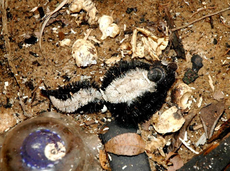 Pipecleaner Skunk, Who Knew?
