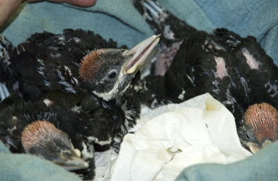 Rescued Baby Pileated Woodpeckers