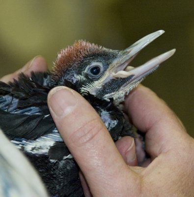 Rescued Baby Pileated Woodpecker