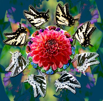 Butterfly Octet