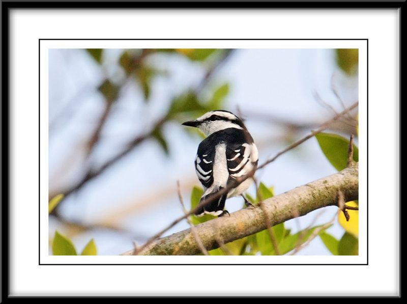 Pied Triller.jpg