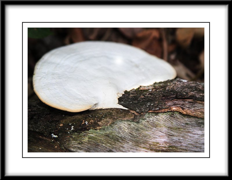 Big white fungi.jpg