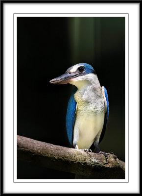 Collared kingfisher 6.jpg