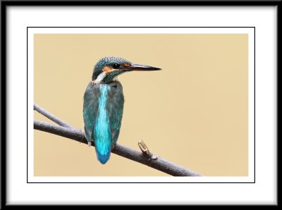 Common Kingfisher 1.jpg