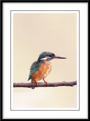 Common Kingfisher 2.jpg