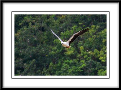 White-bellied sea eagle 2.jpg