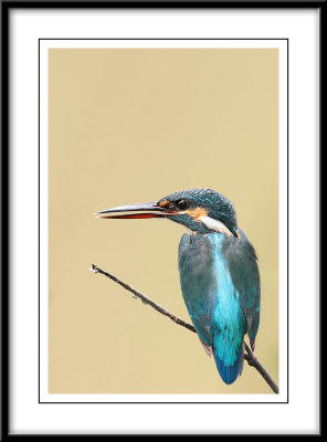 Common Kingfisher 6.jpg