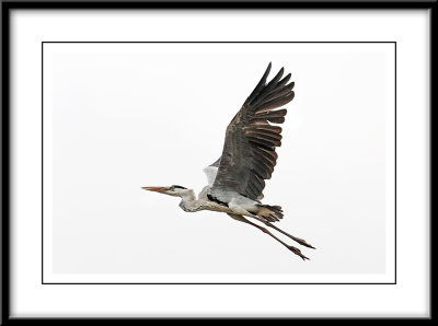 Grey Heron 2.jpg