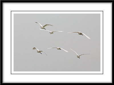 Egrets 2.jpg