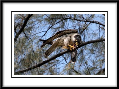 Peregrine Falcon.jpg