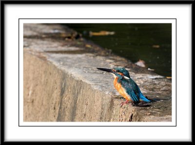 Common Kingfisher 11.jpg