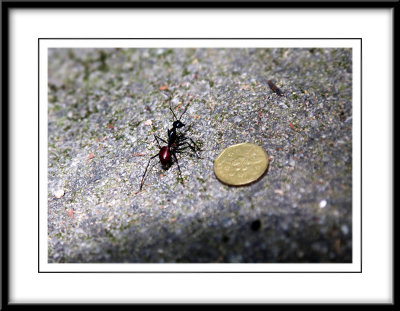 The giant ant n coin.jpg