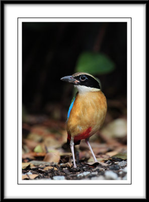 Blue-winged pitta 3.jpg