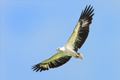 White Bellied Sea Eagle in flight.jpg