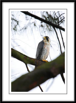 Peregrine falcon 2.jpg