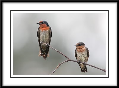 Pair of pacific swallows.jpg