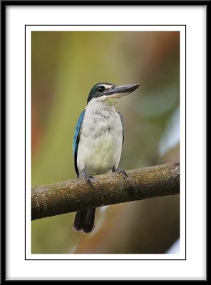 Collared kingfisher 9.jpg