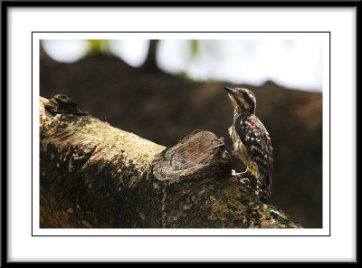 Sunda woodpecker 3.jpg