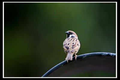 Sparrow.jpg
