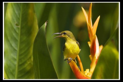 Female olive backed sunbird.jpg