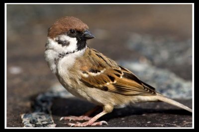 Sparrow 2.jpg