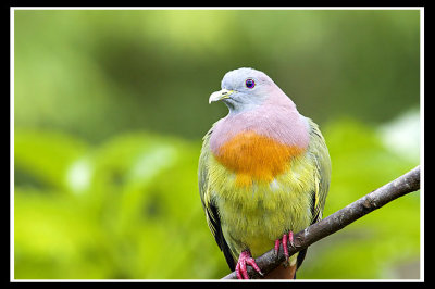 Pink-necked Green Pigeon.jpg