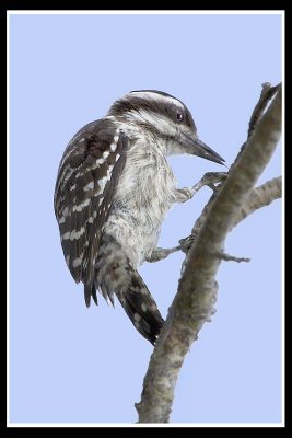 Female Sunda Woodpecker.jpg