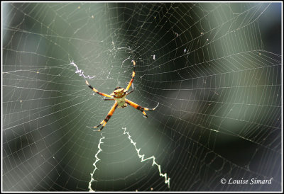Spider / Araigne